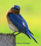 Male Bluebird near a Nesting Box