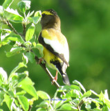 Male Evening Grosbeak