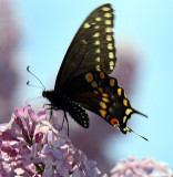 Fluttery Papillio on Lilac