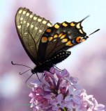 Black Swallowtail on Lilac