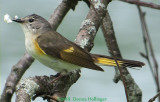 Redstart Mom Clearing Nest Debris? 