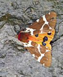 Great tiger moth