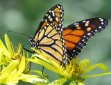 A monarch that sat still enough!