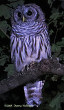 Barred Owl in South Strafford