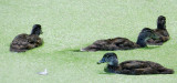 Four Male Immature Woodducks in Duckweed