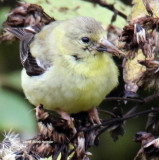 American Goldfinch fall plumage?