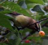 Cedar Waxwing on the Cherry Tree