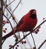 Male Cardinal Hanging by Some Bittersweet