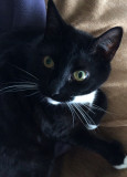 Rosie, My Glamourpus