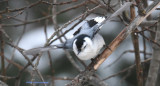 Nuthatch taking off