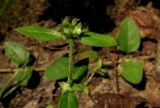 Oldenlandia uniflora