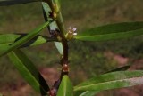 Rotala ramosior