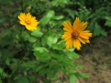 Coreopsis pubescens