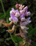 Lathyrus venosus