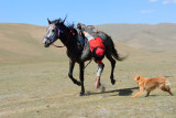 Kok boru - Kyrgyz horse polo game