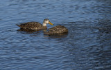 Mallards at Wakodahatchee