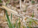 Vinterflickslända - Sympecma fusca - Common Winter Damsel
