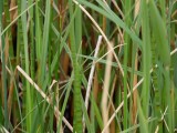 Griptngslickslnda - Coenagrion armatum - Dark Bluet