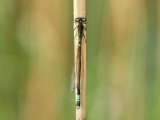 Griptngslickslnda - Coenagrion armatum - Dark Bluet