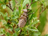 Tvflckad trollslnda - Epitheca bimaculata - Eurasian baskettail