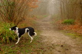 Beth , my Welsh Collie , in  Guestling Wood , on  a  misty morning.