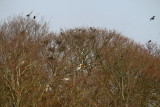 A  heronry  in  a  rookery .