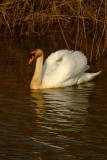 Images  of  swans  and  other  birdies.
