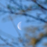 Moon  in  focus , through  a  hedgerow.