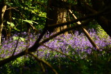 English  bluebells , in  a  wood.