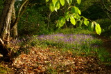 Bluebells  in  a  sun  blessed  spot.