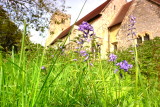 English  bluebells  in  Salehurst  Churchyard .