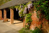 Wisteria  beautifies a  yard  wall.