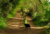 Footpath  up  to  Salehurst  Church