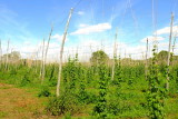 The  hop  fields