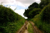 The dogs heading  for  the  lakeside .