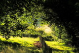 The  footpath in  early  sunshine .