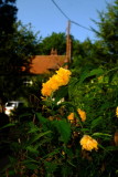 Orange  coloured  blooms  in  the  hedgerow .