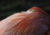 Flamingo Eye 8934
