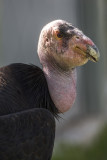 California Condor 9281
