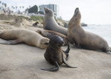 La Jolla Gallery