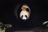 Panda_1500_8245.jpg