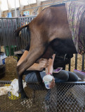 Goat Milking 2726