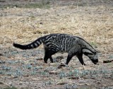 Civet; we later learned this one is blind; usually they are nocturnal, so his blindness made it possible to photograph him.