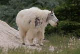 Chèvre des Rocheuses - 0V3A6471 - Mountain Goat