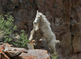 Chèvre des Rocheuses - 0V3A7208 - Mountain Goat