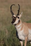 Antilope d'Amérique - 0V3A7329 - Pronghorn