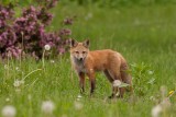 Renard roux - _MG_0536 - Red Fox