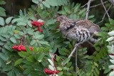 Gélinotte huppée --- 0V3A8353 --- Ruffed Grouse