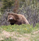 Ours brun - 0V3A6559 - Grizzly (Three or four years old)