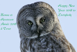 Chouette lapone --- _Z0U0562 --- Great Gray Owl